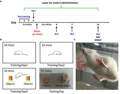 Ginseng-Angelica-Sansheng-Pulvis Boosts Neurogenesis Against Focal Cerebral Ischemia-Induced Neurological Deficiency